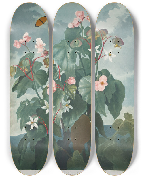 Triptych art skateboard deck of Robert John Thornton The Obliqueleaved Begonia by Robert John Thornton (1768-1837)