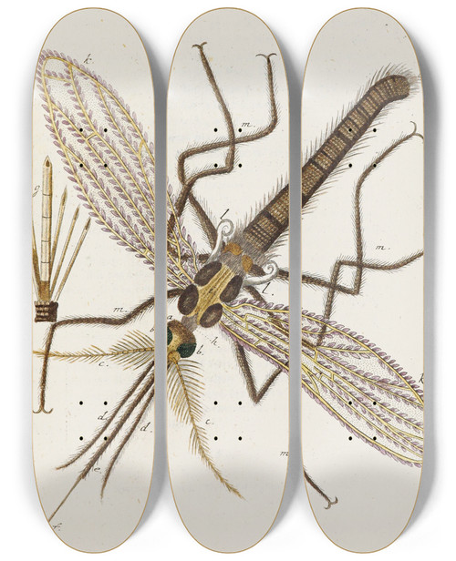 Triptych art skateboard deck of Martin Frobenius Ledermuller Amusement Microscopique Tant Pour Lesprit Que Pour Les Yeux Pl085 by Martin Frobenius Ledermu%Cc%88Ller (1719-1769)