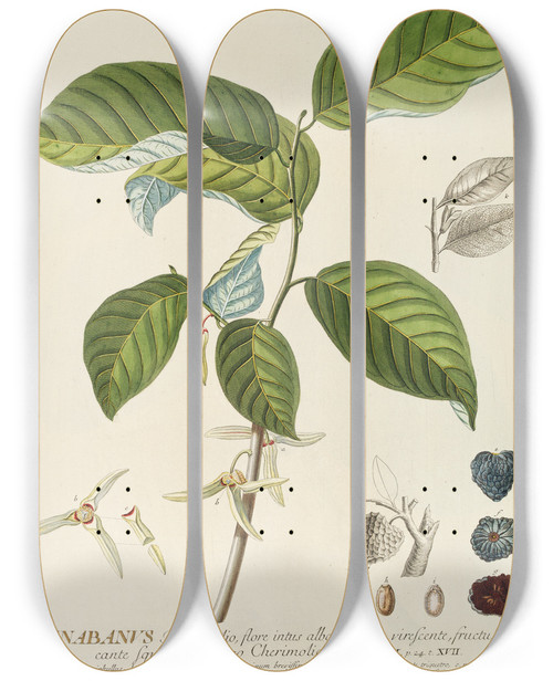 Triptych art skateboard deck of Georg Dionysius Ehret Guanabanus by Georg Dionysius Ehret (1708-1770)