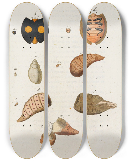 Triptych art skateboard deck of Martin Frobenius Ledermuller Amusement Microscopique Tant Pour Lesprit Que Pour Les Yeux Pl044 by Martin Frobenius Ledermu%Cc%88Ller (1719-1769)