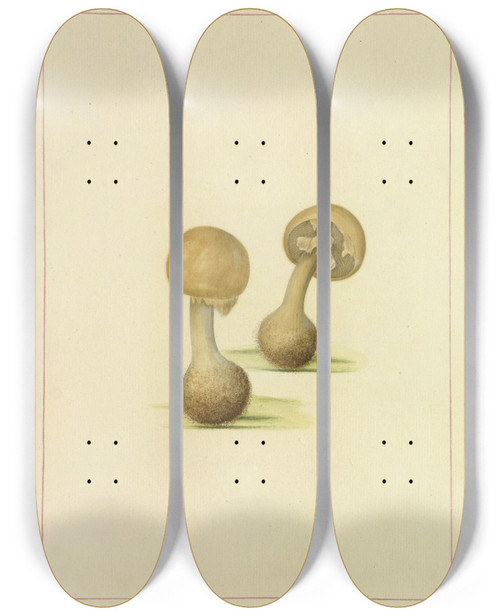 Triptych art skateboard deck of James Bolton Icons Fungorum Circa Halifax Sponte Nascentium Pl111 by James Bolton (1735-1799)