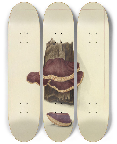 Triptych art skateboard deck of James Bolton Icons Fungorum Circa Halifax Sponte Nascentium Pl114 by James Bolton (1735-1799)
