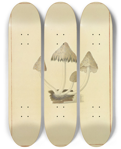 Triptych art skateboard deck of James Bolton Icons Fungorum Circa Halifax Sponte Nascentium Pl139 by James Bolton (1735-1799)