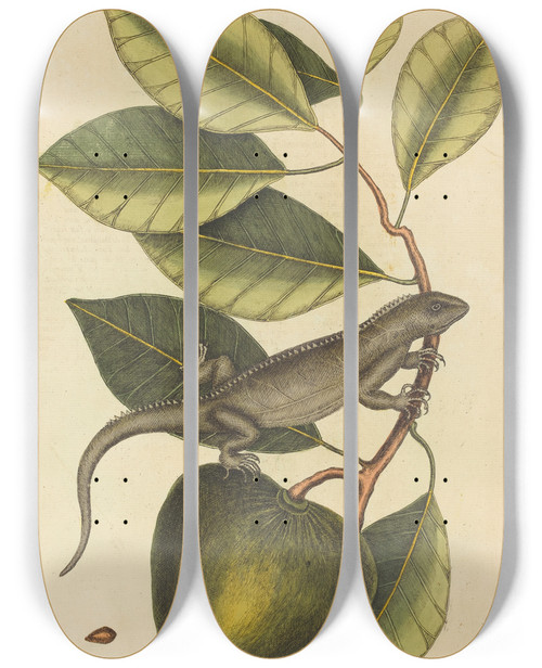 Triptych art skateboard deck of Mark Catesby The Guana Lacerta Iguana by Mark Catesby (1683-1749)