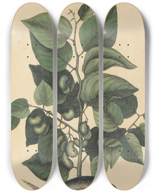 Triptych art skateboard deck of Mark Catesby The Pilchard Argentina Carolina by Mark Catesby (1683-1749)
