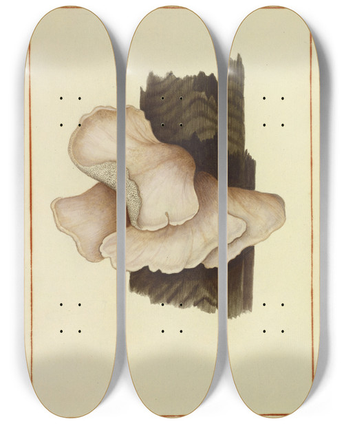Triptych art skateboard deck of James Bolton Icons Fungorum Circa Halifax Sponte Nascentium Pl159 by James Bolton (1735-1799)