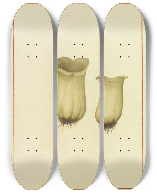 Triptych art skateboard deck of James Bolton Icons Fungorum Circa Halifax Sponte Nascentium Pl168 by James Bolton (1735-1799)