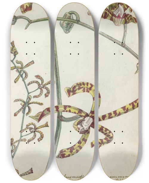 Triptych art skateboard deck of Jan Brandes Oostindische Bloem Cambang Matjang by Jan Brandes (1743-1808)