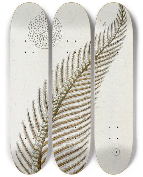 Triptych art skateboard deck of Martin Frobenius Ledermuller Amusement Microscopique Tant Pour Lesprit Que Pour Les Yeux Pl076 by Martin Frobenius Ledermu%Cc%88Ller (1719-1769)