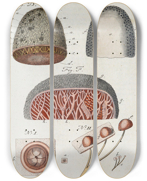 Triptych art skateboard deck of Martin Frobenius Ledermuller Amusement Microscopique Tant Pour Lesprit Que Pour Les Yeux Pl095 by Martin Frobenius Ledermu%Cc%88Ller (1719-1769)