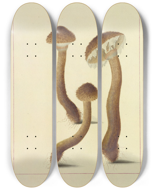 Triptych art skateboard deck of James Bolton Icons Fungorum Circa Halifax Sponte Nascentium Pl093 by James Bolton (1735-1799)