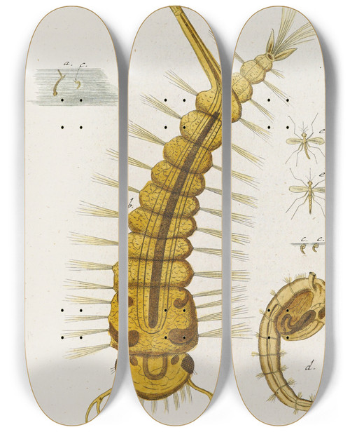 Triptych art skateboard deck of Martin Frobenius Ledermuller Amusement Microscopique Tant Pour Lesprit Que Pour Les Yeux Pl079 by Martin Frobenius Ledermu%Cc%88Ller (1719-1769)