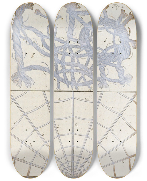 Triptych art skateboard deck of Martin Frobenius Ledermuller Amusement Microscopique Tant Pour Lesprit Que Pour Les Yeux Pl054 by Martin Frobenius Ledermu%Cc%88Ller (1719-1769)