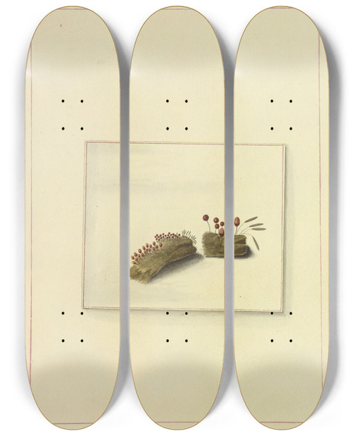 Triptych art skateboard deck of James Bolton Icons Fungorum Circa Halifax Sponte Nascentium Pl117 by James Bolton (1735-1799)