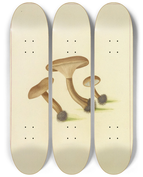 Triptych art skateboard deck of James Bolton Icons Fungorum Circa Halifax Sponte Nascentium Pl094 by James Bolton (1735-1799)