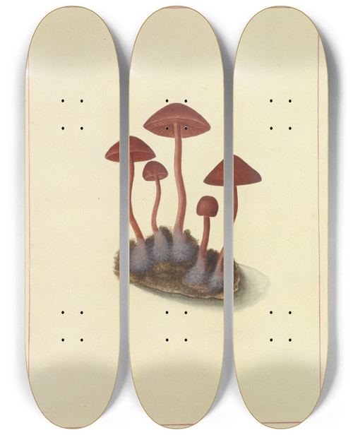 Triptych art skateboard deck of James Bolton Icons Fungorum Circa Halifax Sponte Nascentium Pl091 by James Bolton (1735-1799)