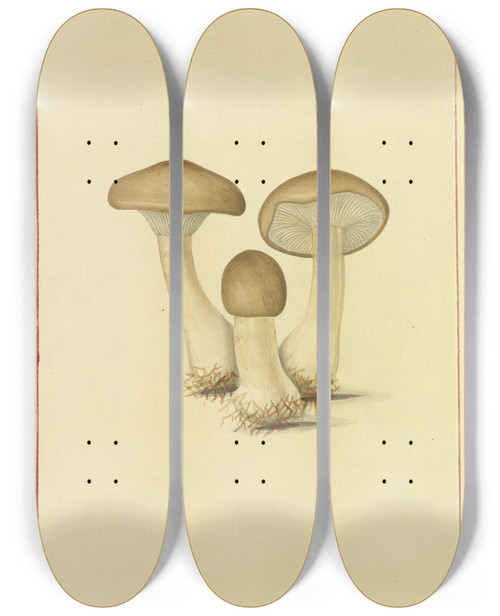 Triptych art skateboard deck of James Bolton Icons Fungorum Circa Halifax Sponte Nascentium Pl088 by James Bolton (1735-1799)