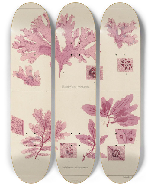 Triptych art skateboard deck of Walter Hood Fitch Cryptogamic Botany Of The Antarctic Voyage Of Hm Discovery Ships Erebus And Terror In The Years 1839 Pl15 by Walter Hood Fitch (1817-1892)
