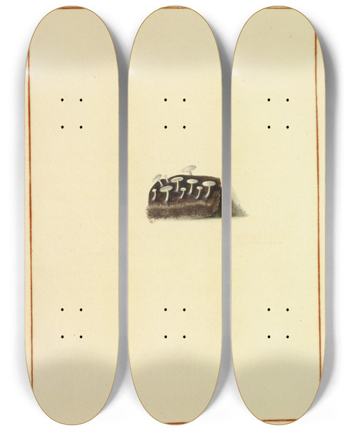 Triptych art skateboard deck of James Bolton Icons Fungorum Circa Halifax Sponte Nascentium Pl137 by James Bolton (1735-1799)