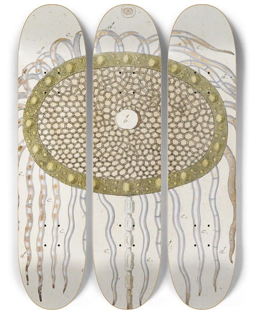 Triptych art skateboard deck of Martin Frobenius Ledermuller Amusement Microscopique Tant Pour Lesprit Que Pour Les Yeux Pl091 by Martin Frobenius Ledermu%Cc%88Ller (1719-1769)