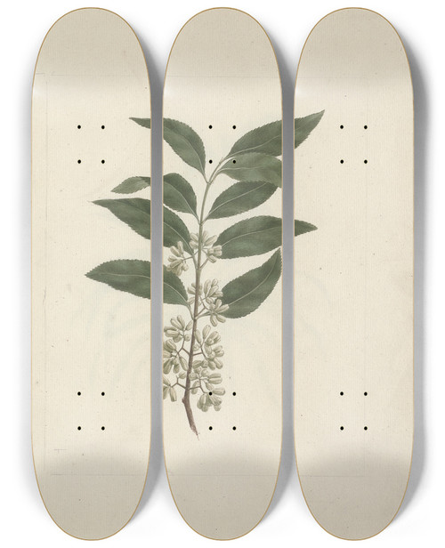 Triptych art skateboard deck of Luigi Balugani Catha Edulis Forssk Khath by Luigi Balugani (1737-1770)