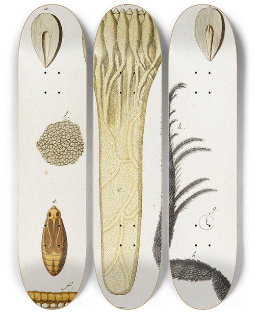 Triptych art skateboard deck of Martin Frobenius Ledermuller Amusement Microscopique Tant Pour Lesprit Que Pour Les Yeux Pl065 by Martin Frobenius Ledermu%Cc%88Ller (1719-1769)