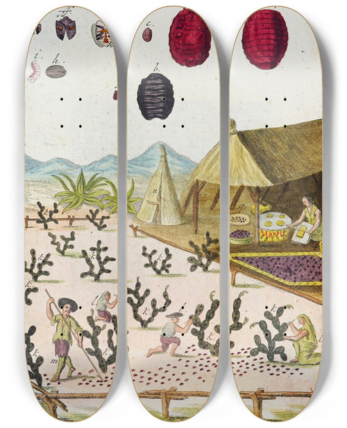 Triptych art skateboard deck of Martin Frobenius Ledermuller Amusement Microscopique Tant Pour Lesprit Que Pour Les Yeux Pl029 by Martin Frobenius Ledermu%Cc%88Ller (1719-1769)