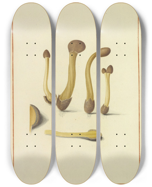 Triptych art skateboard deck of James Bolton Icons Fungorum Circa Halifax Sponte Nascentium Pl165 by James Bolton (1735-1799)