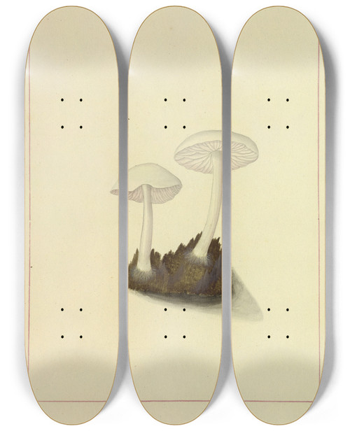 Triptych art skateboard deck of James Bolton Icons Fungorum Circa Halifax Sponte Nascentium Pl110 by James Bolton (1735-1799)