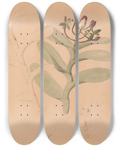 Triptych art skateboard deck of Joo Barbosa Rodrigues Iconographie Des Orchidees Du Bresil Pl32 by Joao Barbosa Rodrigues (1842-1909)