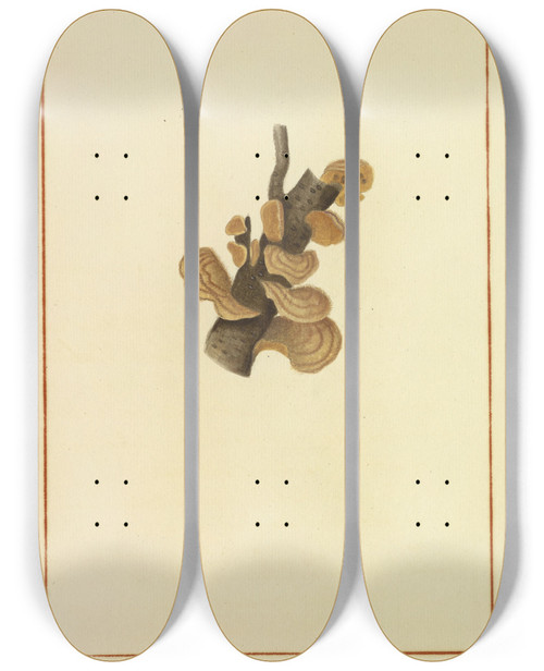 Triptych art skateboard deck of James Bolton Icons Fungorum Circa Halifax Sponte Nascentium Pl158 by James Bolton (1735-1799)