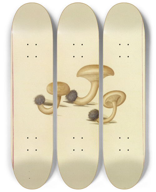 Triptych art skateboard deck of James Bolton Icons Fungorum Circa Halifax Sponte Nascentium Pl109 by James Bolton (1735-1799)