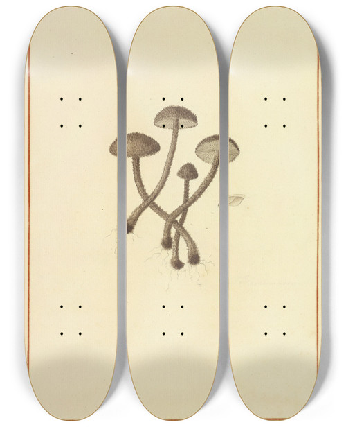 Triptych art skateboard deck of James Bolton Icons Fungorum Circa Halifax Sponte Nascentium Pl143 by James Bolton (1735-1799)