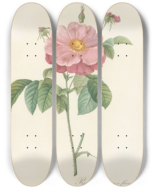 Triptych art skateboard deck of Pierre Joseph Redout Rosa Gallica Flore Marmoreo by Pierre Joseph Redoute (1759-1840)