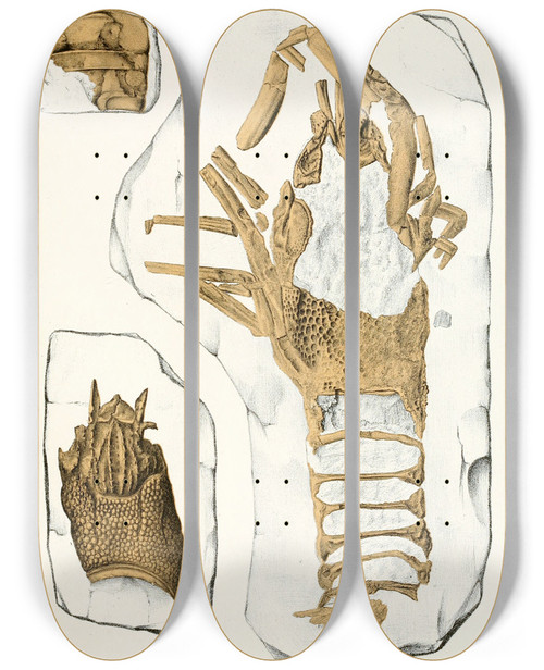 Triptych art skateboard deck of Antonn Fri Die Crustaceen Der Bhmischen Kreideformation Pl 2 by Antonin Fric (1832-1913)