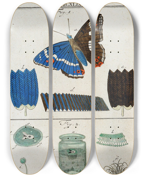 Triptych art skateboard deck of Martin Frobenius Ledermuller Amusement Microscopique Tant Pour Lesprit Que Pour Les Yeux Pl049 by Martin Frobenius Ledermu%Cc%88Ller (1719-1769)