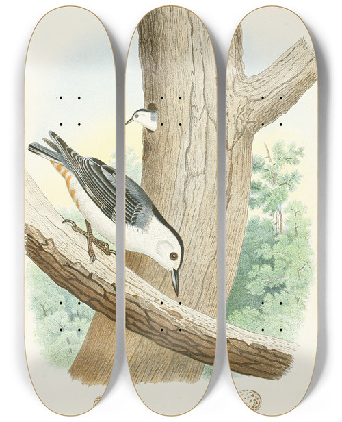 Triptych art skateboard deck of Edwin L Sheppard Whitebellied Nuthatch by Edwin L Sheppard (1904)