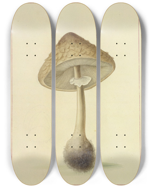 Triptych art skateboard deck of James Bolton Icons Fungorum Circa Halifax Sponte Nascentium Pl096 by James Bolton (1735-1799)