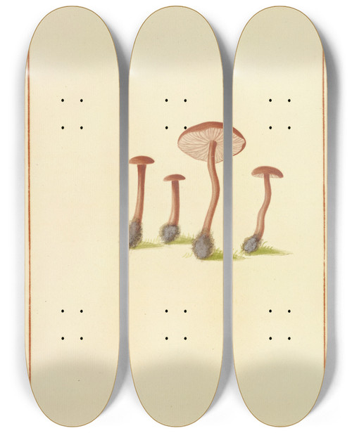 Triptych art skateboard deck of James Bolton Icons Fungorum Circa Halifax Sponte Nascentium Pl135 by James Bolton (1735-1799)