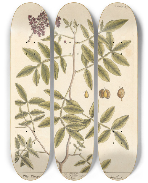 Triptych art skateboard deck of Elizabeth Blackwell The Turpentine Tree by Elizabeth Blackwell (1707-1758)