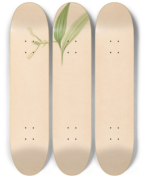 Triptych art skateboard deck of Joo Barbosa Rodrigues Iconographie Des Orchidees Du Bresil Pl59 by Joao Barbosa Rodrigues (1842-1909)