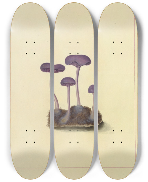 Triptych art skateboard deck of James Bolton Icons Fungorum Circa Halifax Sponte Nascentium Pl092 by James Bolton (1735-1799)