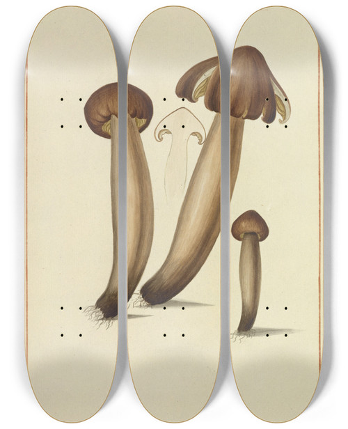 Triptych art skateboard deck of James Bolton Icons Fungorum Circa Halifax Sponte Nascentium Pl148 by James Bolton (1735-1799)