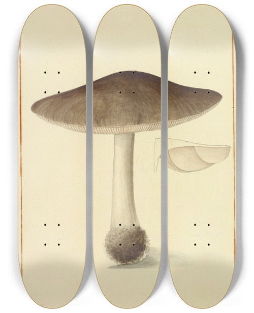 Triptych art skateboard deck of James Bolton Icons Fungorum Circa Halifax Sponte Nascentium Pl133 by James Bolton (1735-1799)