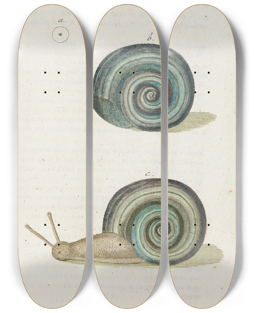Triptych art skateboard deck of Martin Frobenius Ledermuller Amusement Microscopique Tant Pour Lesprit Que Pour Les Yeux Pl074 by Martin Frobenius Ledermu%Cc%88Ller (1719-1769)