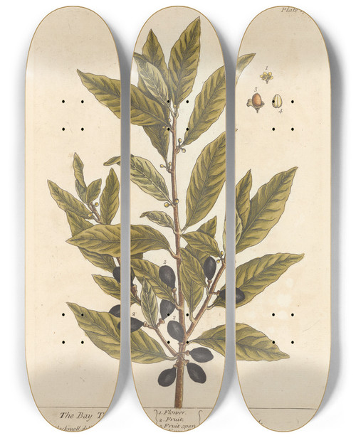 Triptych art skateboard deck of Elizabeth Blackwell The Bay Tree by Elizabeth Blackwell (1707-1758)