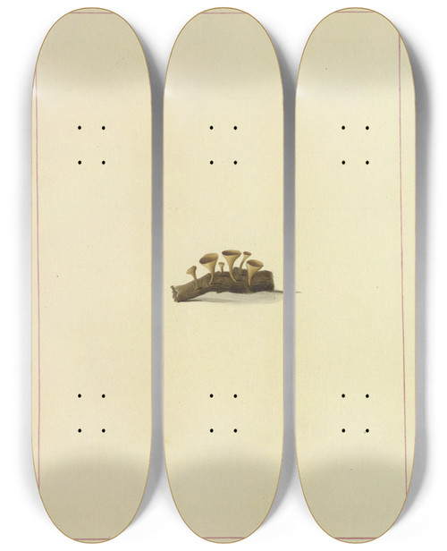 Triptych art skateboard deck of James Bolton Icons Fungorum Circa Halifax Sponte Nascentium Pl119 by James Bolton (1735-1799)