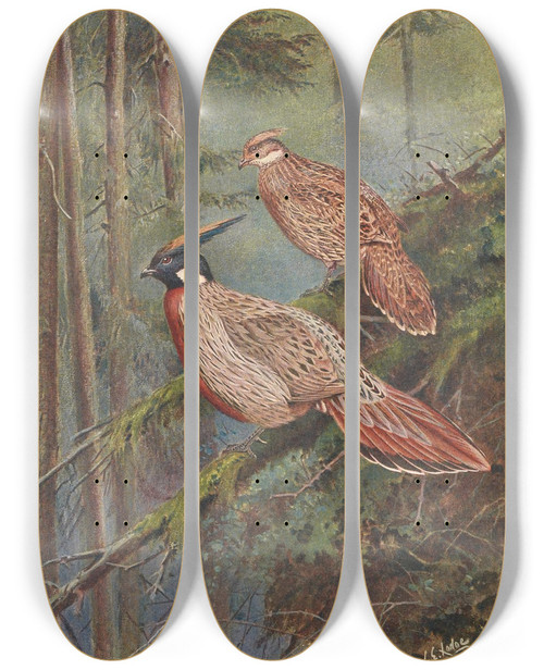 Triptych art skateboard deck of George Edward Lodge The Common Koklass Pheasant by George Edward Lodge (1860-1954)