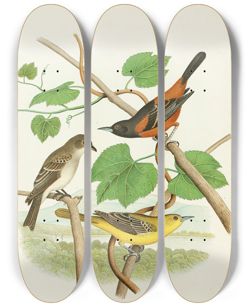 Triptych art skateboard deck of Edwin L Sheppard Wood Pewee Orchard Oriole by Edwin L Sheppard (1904)