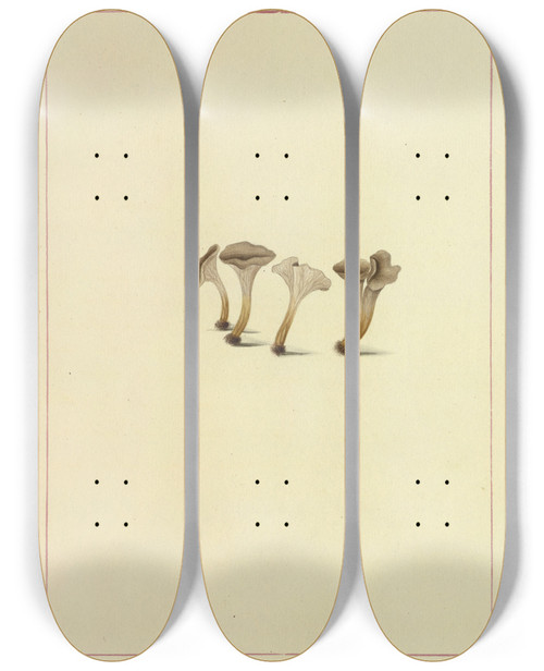 Triptych art skateboard deck of James Bolton Icons Fungorum Circa Halifax Sponte Nascentium Pl120 by James Bolton (1735-1799)